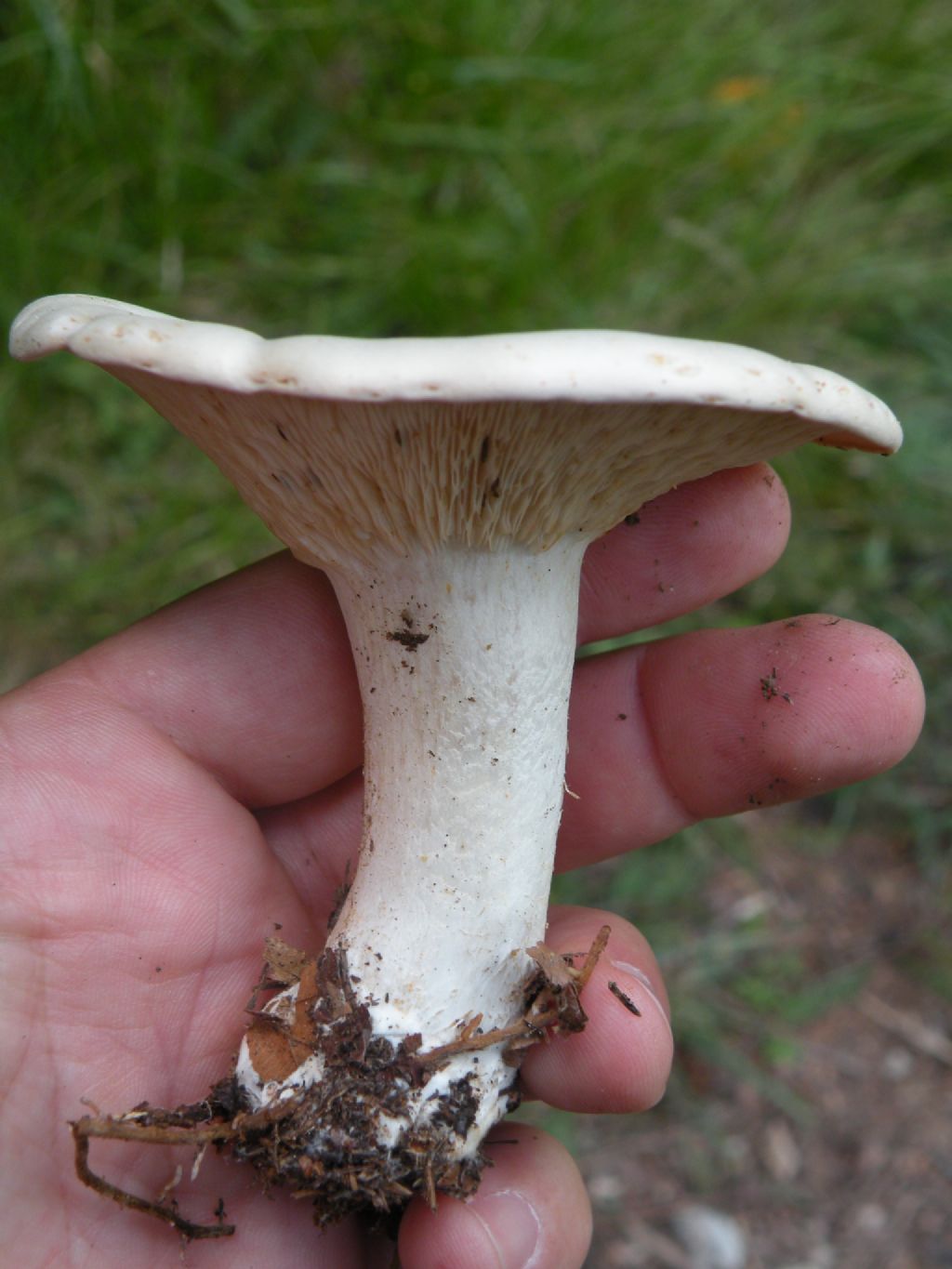 Clitocybe phyllophila? Chiss...